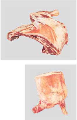 cordero-cuarto-delantero-para-exportar