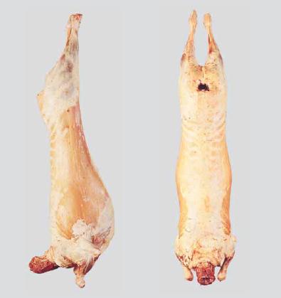 meat-carcase-for-export